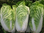 michihili chinese cabbage seeds