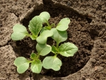 michihili chinese cabbage seeds