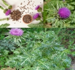 milk thistle seeds