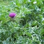 milk thistle seeds