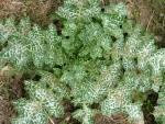 milk thistle seeds