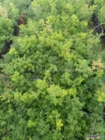 ming fern asparagus seeds