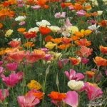 mission bells mix california poppy seeds