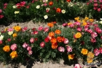 mission bells mix california poppy seeds