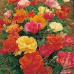 mission bells mix california poppy seeds