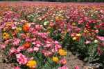 mission bells mix california poppy seeds