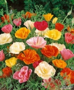 mission bells mix california poppy seeds