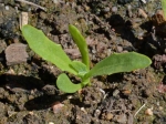 mix african daisy seeds