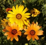 mix african daisy seeds
