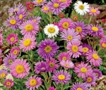 mix alpinus aster seeds