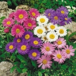 mix alpinus aster seeds