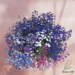 mix cascading lobelia flower seeds