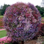 mix cascading lobelia flower seeds