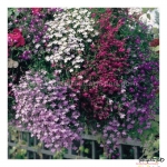 mix cascading lobelia flower seeds