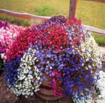 mix cascading lobelia flower seeds