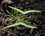 mix cypress vine seeds