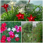 mix cypress vine seeds