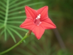 mix cypress vine seeds