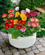 mix gerbera daisy seeds