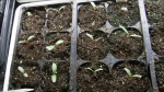 mix gomphrena seeds