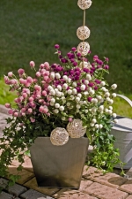 mix gomphrena seeds