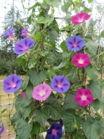 mix morning glory seeds