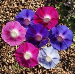 mix morning glory seeds