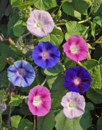 mix morning glory seeds