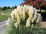 mix pampas grass seeds