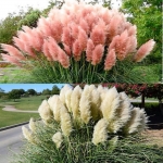 mix pampas grass seeds
