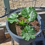 mix scallop squash seeds