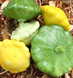 mix scallop squash seeds