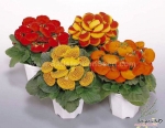 mix slipper flower seeds