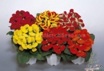 mix slipper flower seeds