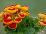 mix slipper flower seeds