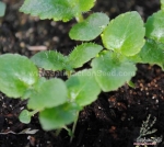 mix slipper flower seeds