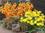 mix slipper flower seeds