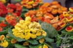 mix slipper flower seeds