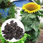 mongolian giant sunflower seeds
