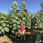 mongolian giant sunflower seeds