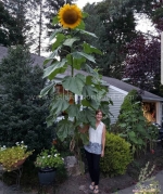 mongolian giant sunflower seeds