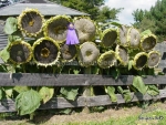 mongolian giant sunflower seeds