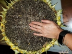 mongolian giant sunflower seeds