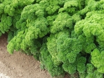 moss curled parsley seeds