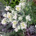 mountain mint seeds
