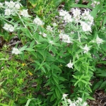 mountain mint seeds