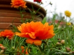 orange extra double moss rose seeds