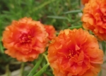 orange extra double moss rose seeds