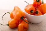 orange habanero hot pepper seeds