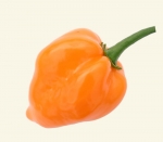 orange habanero hot pepper seeds